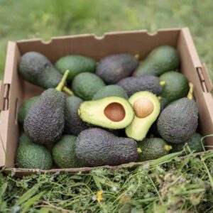 Aguacate Lamb Hass